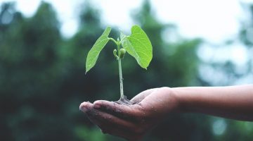 Aprenda a adotar os 5P’s da sustentabilidade no seu negócio